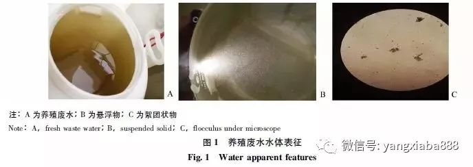 污水处理小球藻的作用_污水处理小球藻的方法_小球藻处理污水