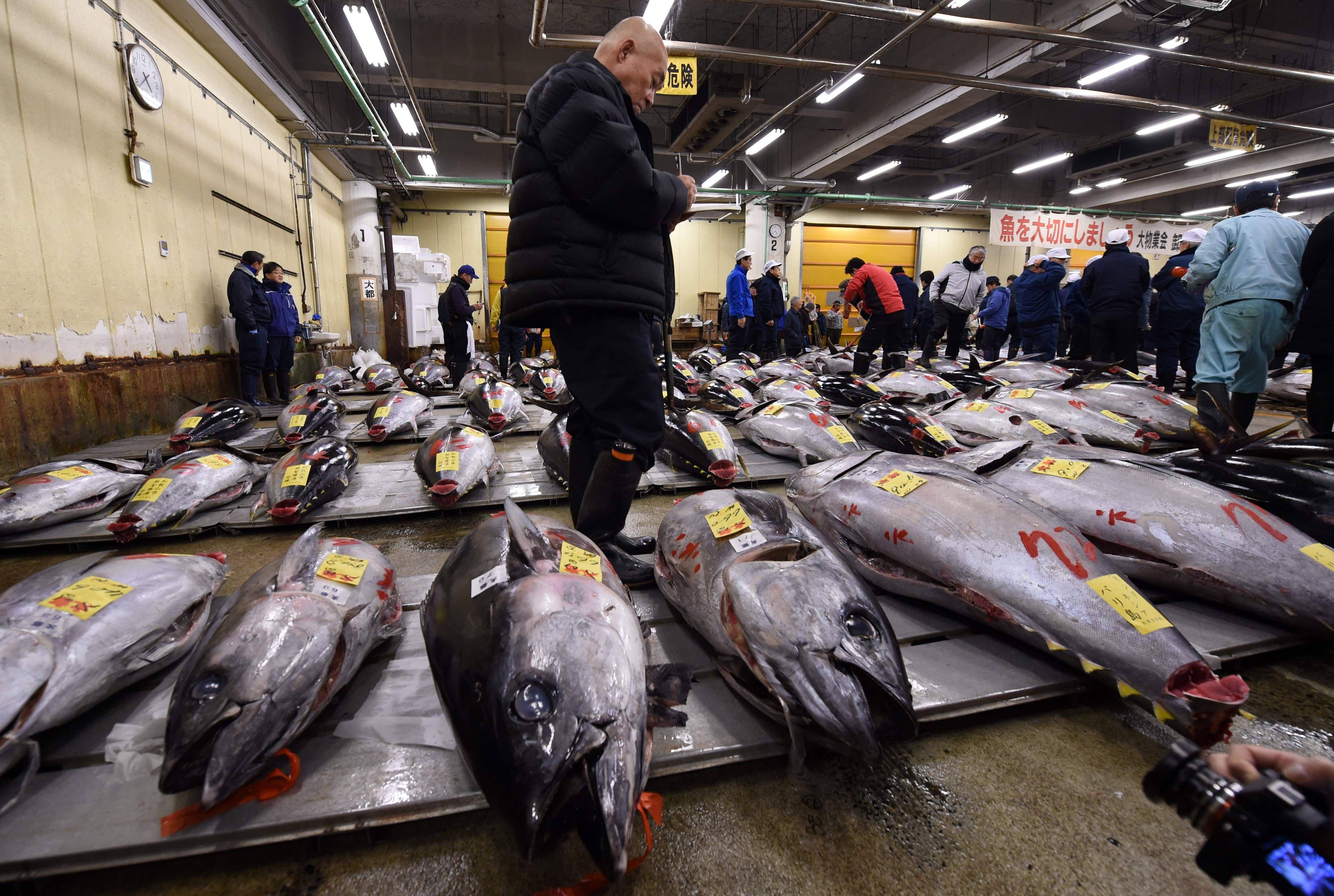 日本排核污水的秘密_日本核污水阴谋论_日本排核污水的阴谋