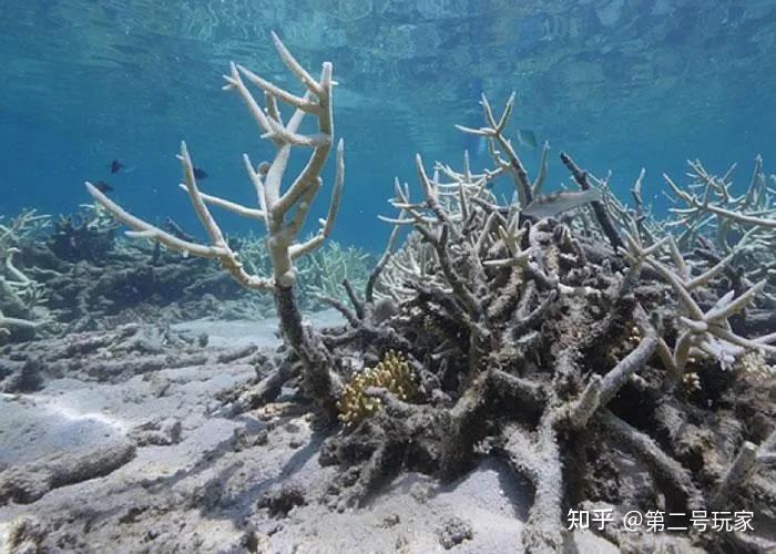 核污水倒入大海中的危害_核污水排大海_核污水大海里的样子