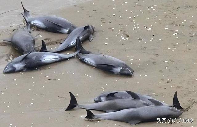 岸度毒海豚生胶怎么样_海豚游向岸核污水_海水河豚有毒吗