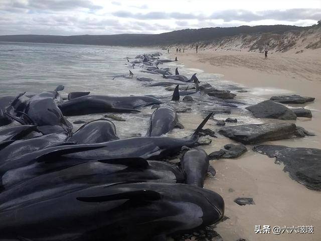 岸度毒海豚生胶怎么样_海水河豚有毒吗_海豚游向岸核污水