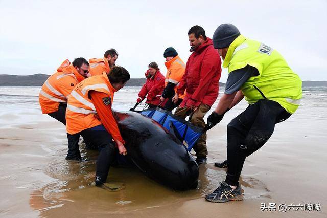 岸度毒海豚生胶怎么样_海豚游向岸核污水_海水河豚有毒吗