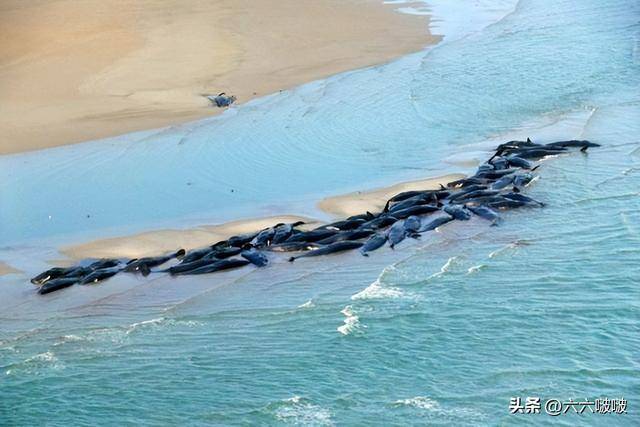 岸度毒海豚生胶怎么样_海水河豚有毒吗_海豚游向岸核污水