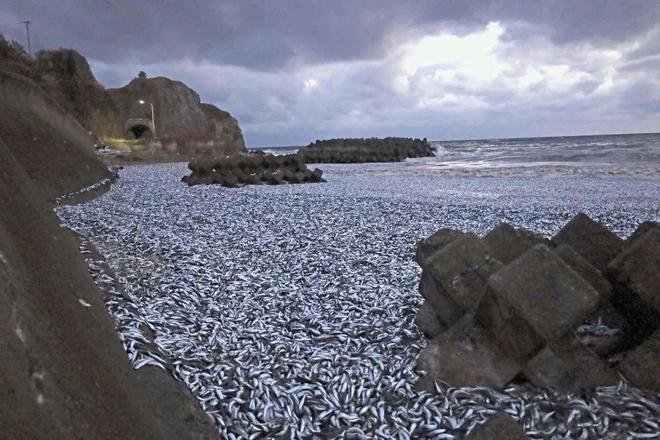 日本核污水养鱼_日本核废水污染鱼_日本核污水死鱼事件