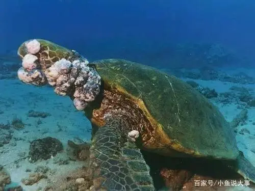 核污水多久降解氧气_污水溶解氧_氧气处理污水