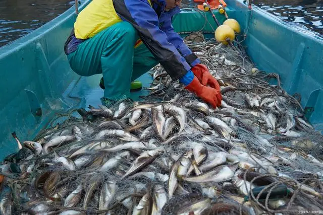 核污水对水产的影响_核污水排放的影响_核污水对食品安全的影响