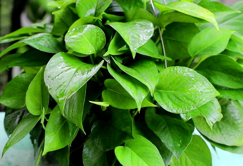 阴暗环境的植物_阴暗植物适合环境吗_什么植物适合阴暗环境