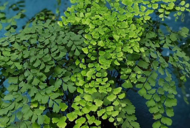 阴暗环境的植物_阴暗植物适合环境吗_什么植物适合阴暗环境