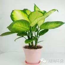 阴暗环境的植物_阴暗植物适合环境养吗_什么植物适合阴暗环境