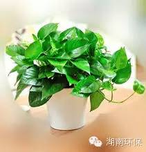 阴暗环境的植物_阴暗植物适合环境养吗_什么植物适合阴暗环境