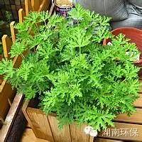 什么植物适合阴暗环境_阴暗植物适合环境养吗_阴暗环境的植物