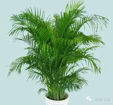 阴暗植物适合环境养吗_什么植物适合阴暗环境_阴暗环境的植物