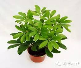 阴暗植物适合环境养吗_阴暗环境的植物_什么植物适合阴暗环境