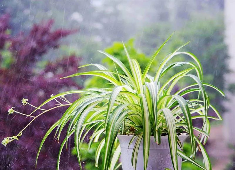 什么植物适合阴暗环境_阴暗植物适合环境养吗_阴暗植物适合环境吗