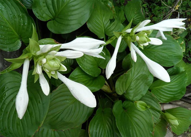 什么植物适合阴暗环境_阴暗植物适合环境养吗_阴暗植物适合环境吗