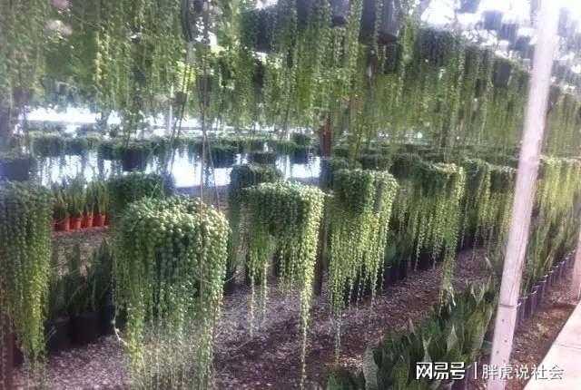 多肉植物喜欢怎样的环境_多肉植物喜欢什么环境_多肉喜欢什么环境生长