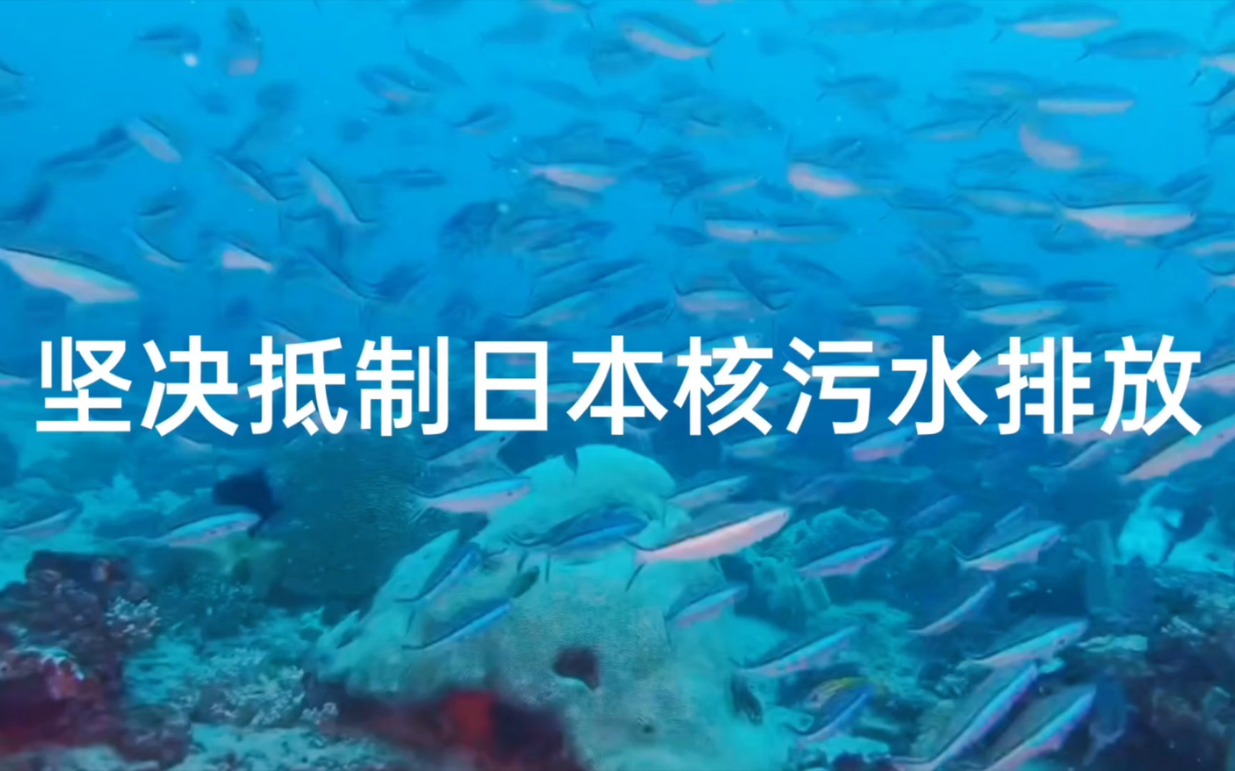 日本排放核污水海鱼还能吃吗_日本排放核污水前的小海豹_日本大叔讲核废水排海危害