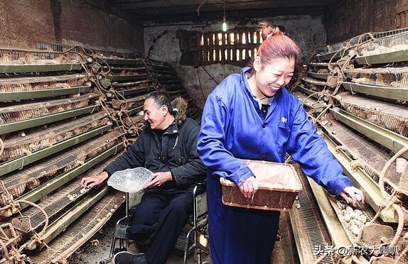 饲养鹌鹑环境怎么样_饲养鹌鹑环境要求_鹌鹑饲养环境