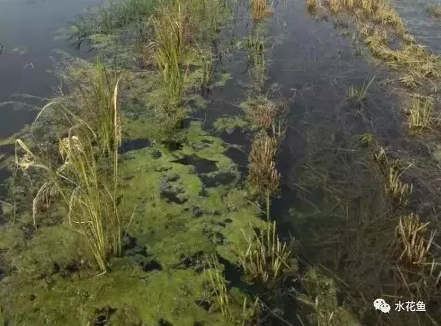 污水站除泥_水泥污水处理设备_污水泥怎么处理