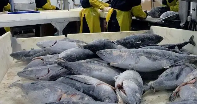 日本核污水排海_日本核污水量_日本排核污水船只