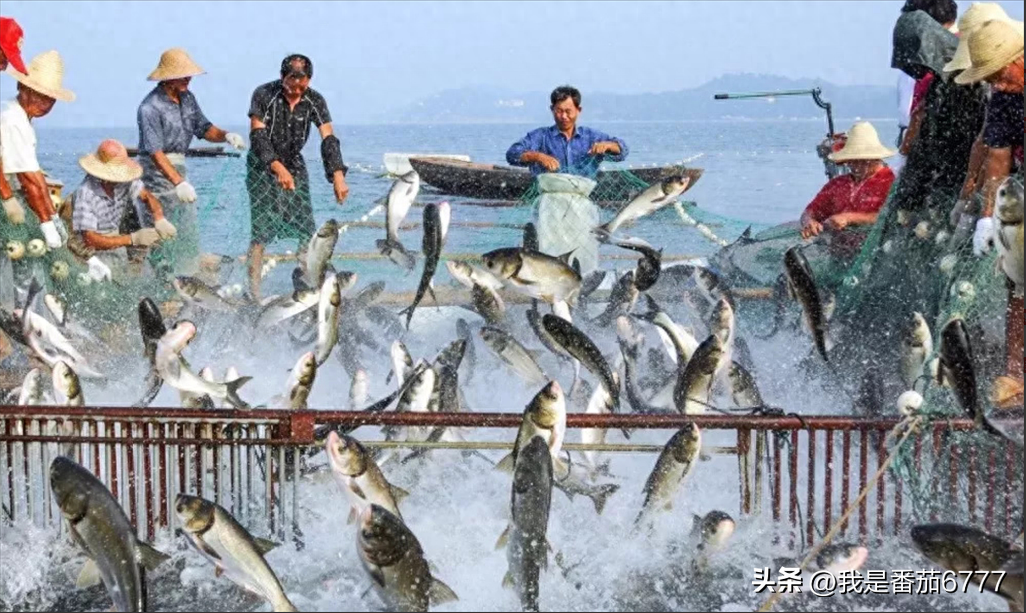 核污水海豚_福岛核污水排入大海后的影响_日本排放核污水最新消息