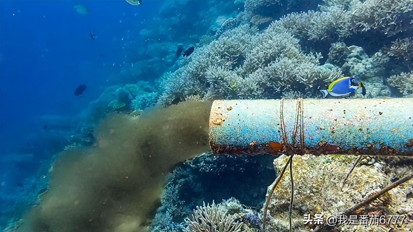 核污水海豚_福岛核污水排入大海后的影响_日本排放核污水最新消息