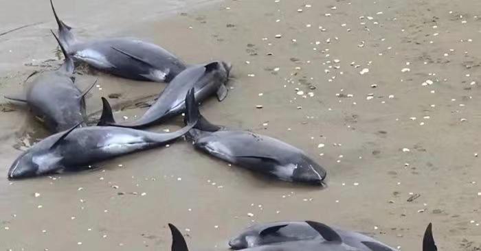 海豚湾核废水_核污水海豚_福岛核污水排入大海后的影响