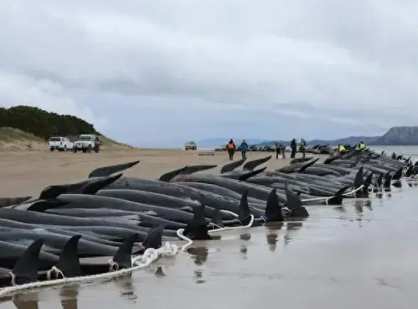 核污水海豚_文在寅欲起诉日本核污水入海_海豚湾核废水