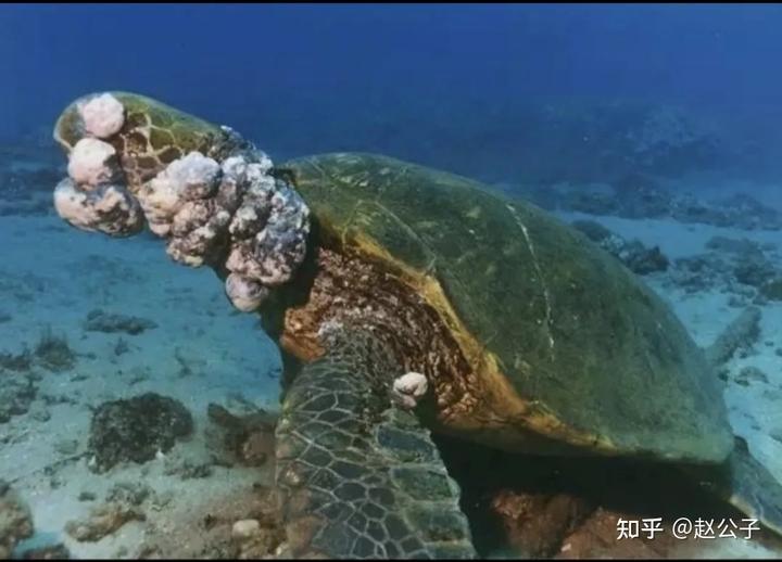 海马对水质要求怎样_日本核污水海马_日本海马的价格是多少