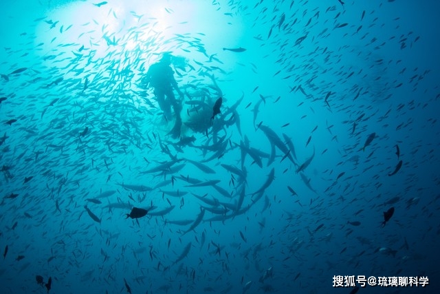 核污水变异生物_核污染变异鱼_核污水排海鱼变异