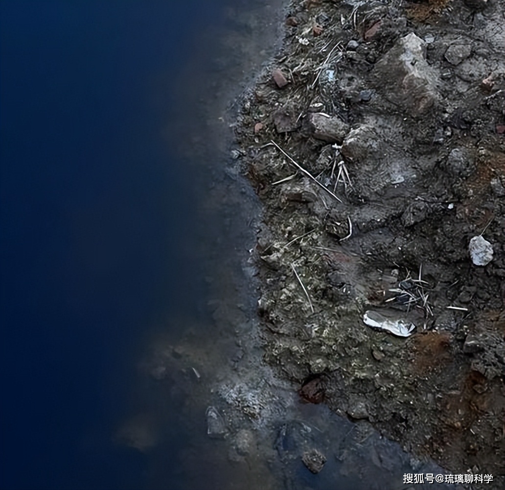 核污水变异生物_核污水排海鱼变异_核污染变异鱼