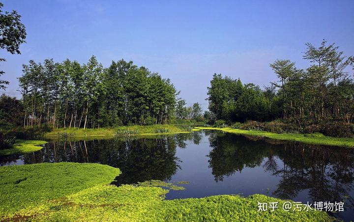 污水植物处理方法_污水水生植物处理工艺_水生植物处理污水