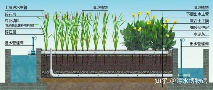 水生植物处理污水_污水植物处理方法_污水水生植物处理工艺