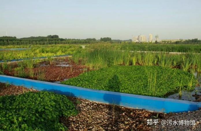 污水植物处理方法_水生植物处理污水_污水水生植物处理工艺