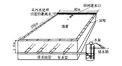 污水植物处理方法_水生植物处理污水_污水水生植物处理方法