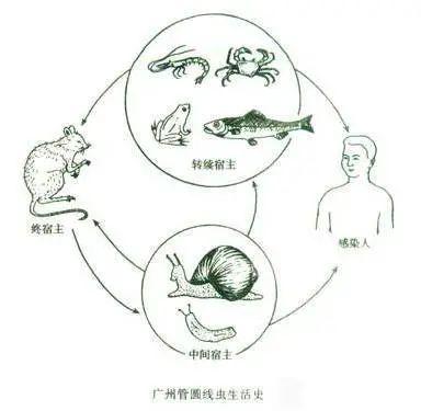 养蜗牛的环境_蜗牛饲养环境_蜗牛养殖成活率高吗