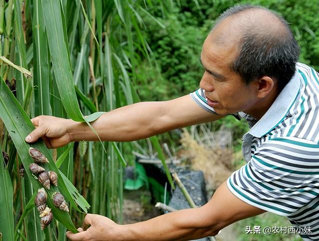 蜗牛饲养环境_蜗牛养殖前景怎么样_养蜗牛的环境