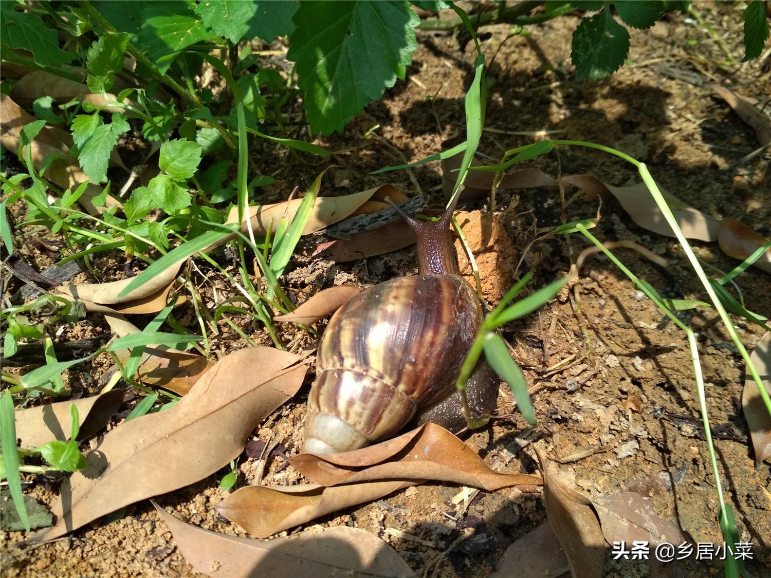 蜗牛饲养环境_养蜗牛需要什么样的环境_养蜗牛的环境