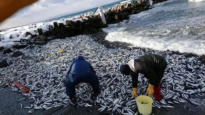 日本核污水核查团_日本核污水是什么意思_横滨核污水