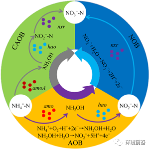 最新氨氧化污水处理技术_新型氨氧化污水处理技术及应用_污水氧化氨最新处理技术规程