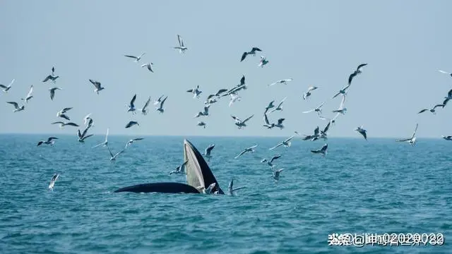 保护海洋核污水海报_海洋污染保护海报_核污染海报设计