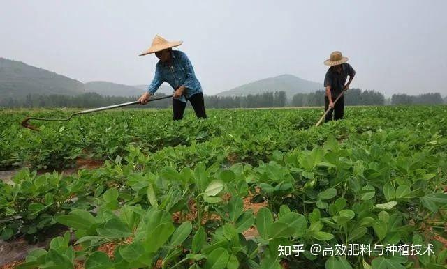 花生生长环境要求_花生生长环境的条件_花生生长环境