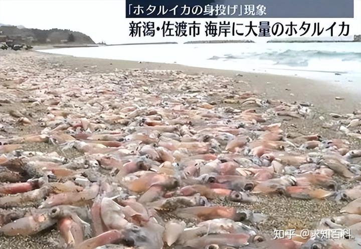 日本排放核污水 生物变异_日本排放核污水鱼变异_日本排放核污水变异人