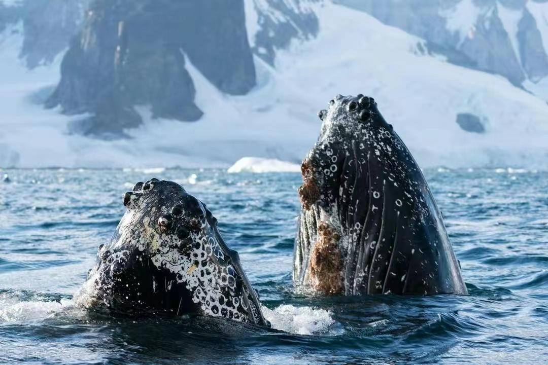 核污水变异生物_核污水变异鲸鱼_核污水造成变异的鱼