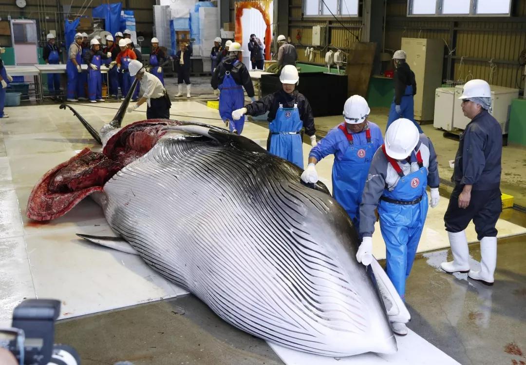 日本核污水持续发酵_日本核污水蒸发_日本核污水循环利用