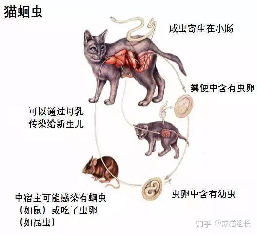 宠物驱虫方案_宠物环境驱虫_宠物驱虫环境分析