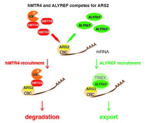 细胞核内 mRNA 出核或降解的关键分子机制