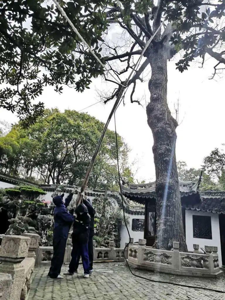 银杏生长树环境条件_银杏树生长环境_银杏生长树环境特征