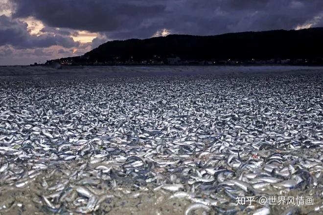 日本排放核污水的鱼_日本排放核污水的海域死了多少鱼_日本核污水入海鱼变异