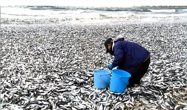 日本排放核污水的海域死了多少鱼_日本排放核污水海鱼还能吃吗_日本核污水或入海鱼还能吃吗